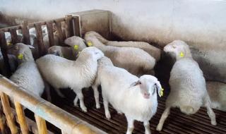 养羊的利润 养羊的利润