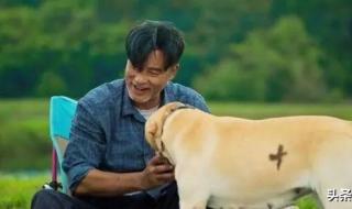 中国导盲犬 中国导盲犬